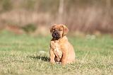 TOSA INU 145